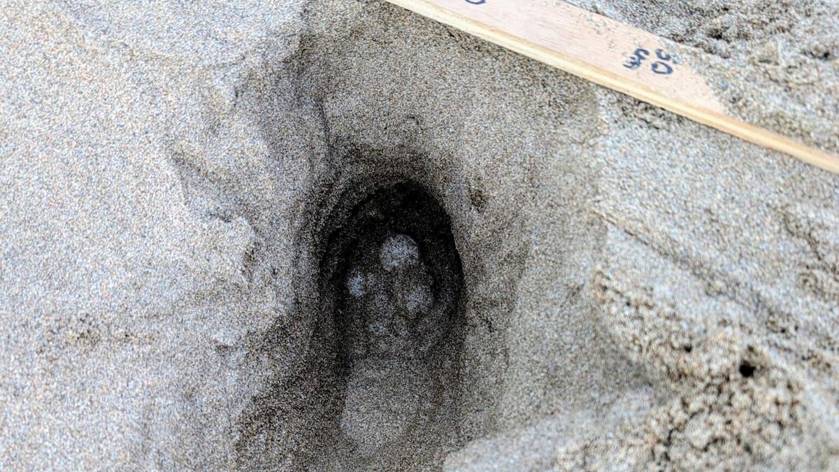 El niu amb ous de tortuga marina detectat a l'Estartit