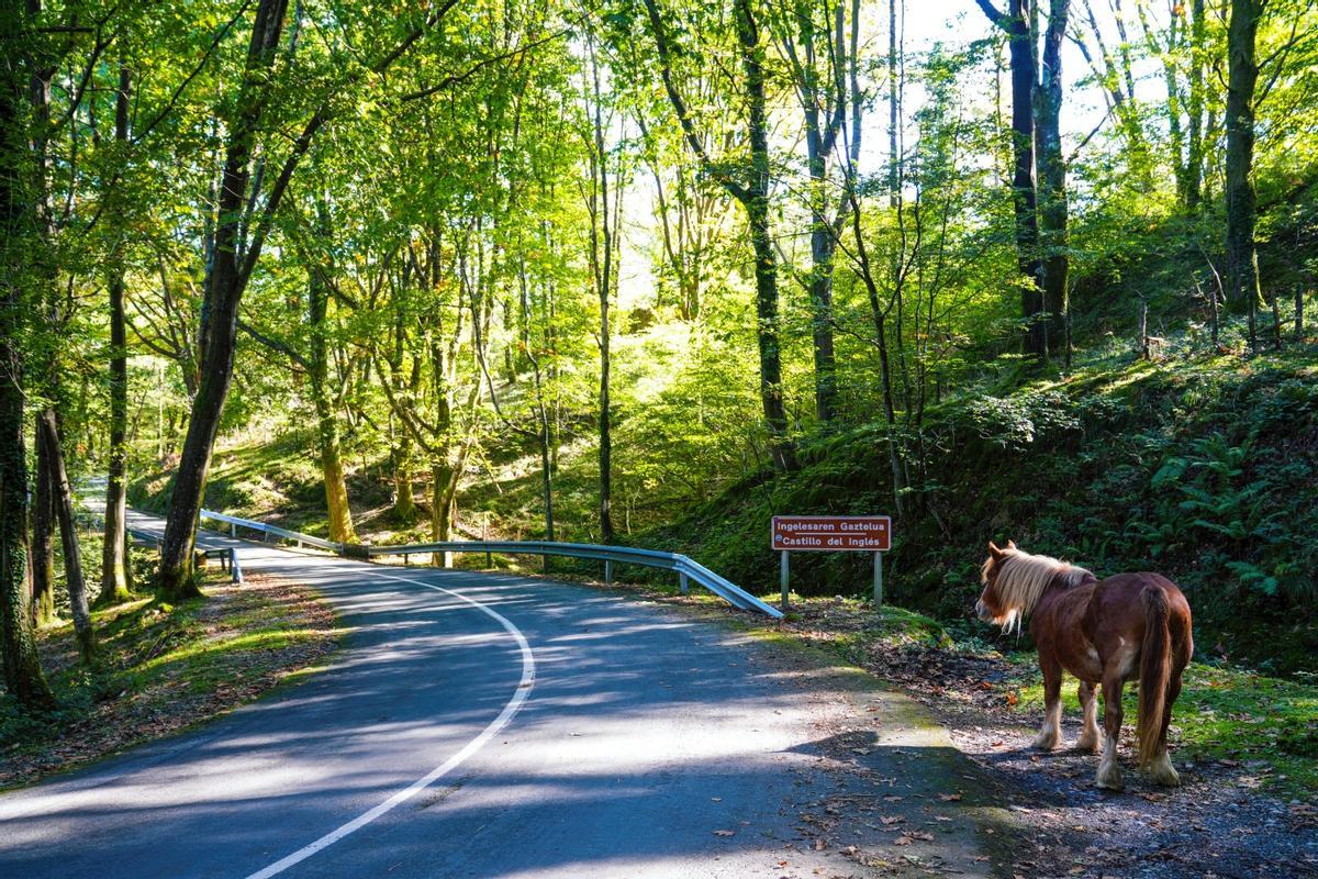 Caballo en una de las curvas de la subida a Erlaitz, en las Peñas de Aia.