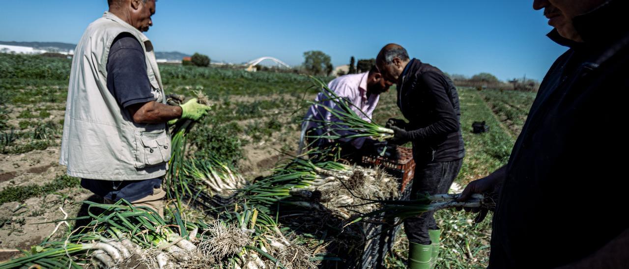 Regantes del Baix Llobregat, que alimentan a miles de barceloneses, advierten de que si la ACA no arregla el problema, peligrarán las cosechas