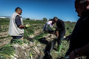 Catalunya ampliarà les seves hectàrees cultivables per arribar a produir un 50% del que consumeix