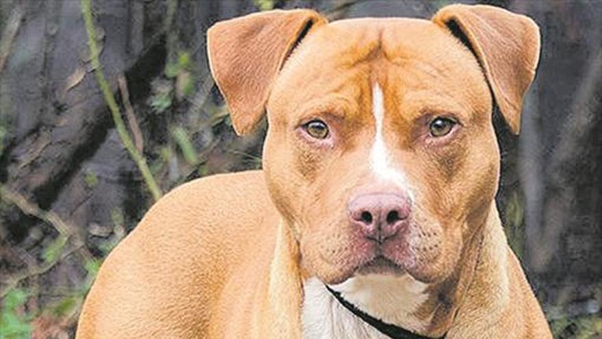 Una mujer necesita 80 puntos por la mordedura de un perro peligroso