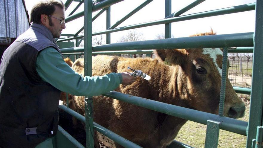 Detectan el primer caso de lengua azul en una explotación bovina de la Comunitat Valenciana en 15 años