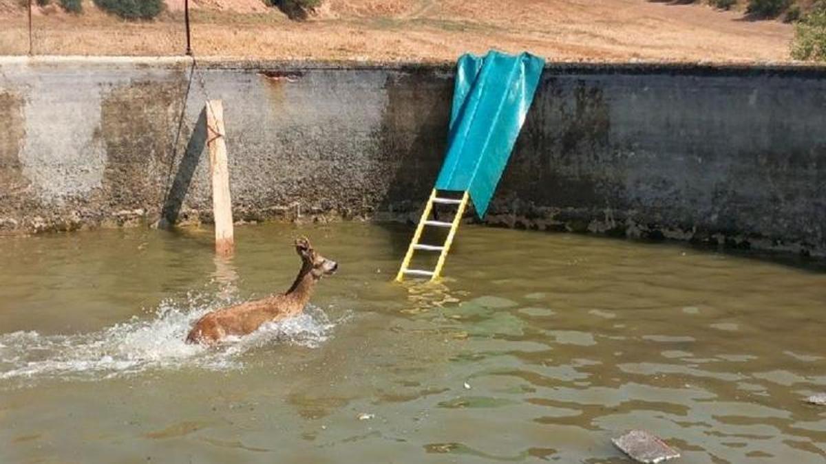 El cabirol dins la bassa a Castellfollit de Riubregós