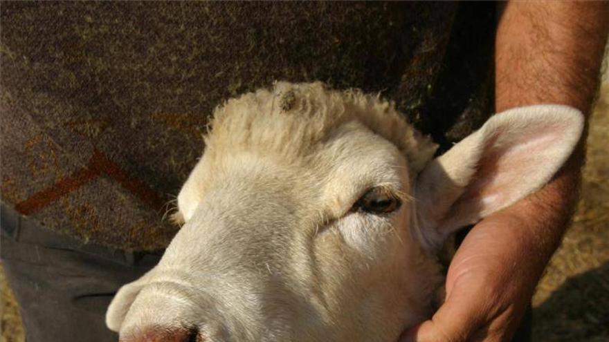 Protección en Extremadura por un brote de lengua azul en Ciudad Real