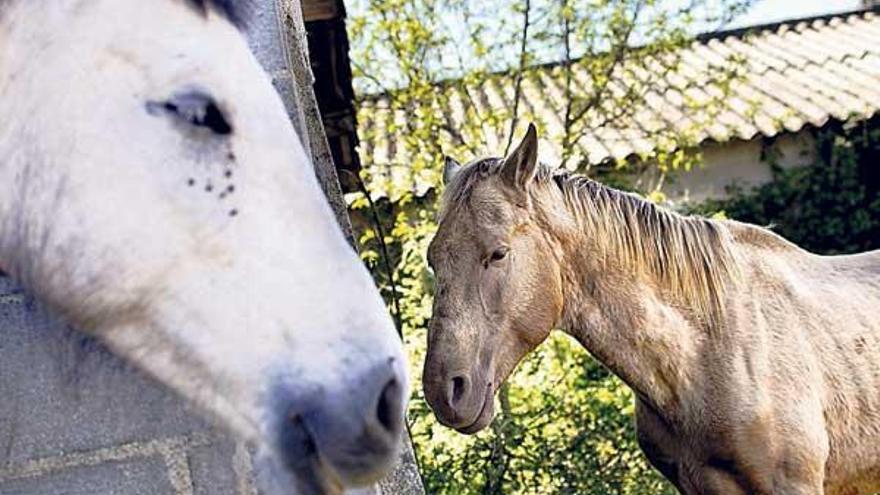 Varios caballos de la explotación y de otras fincas están confinados en una parcela de Amoeiro. En la imagen, dos de los animales.  // Brais Lorenzo