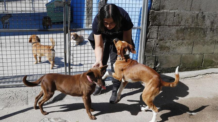 Una integrante de la Protectora con dos de los perros en las instalaciones de Broullón.