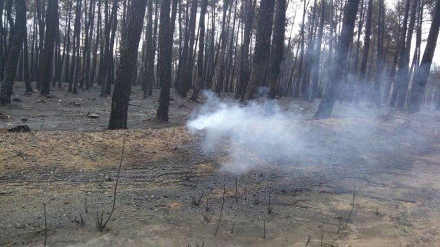 Pinar afectado por el incendio de Latedo.