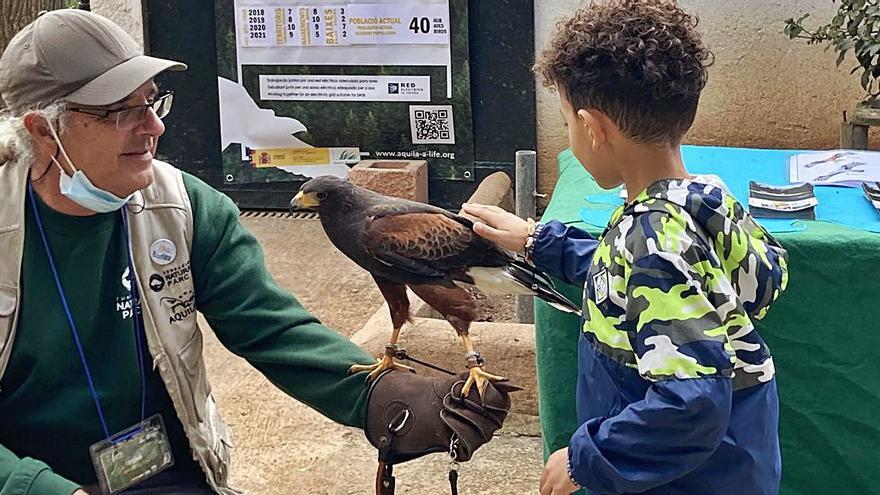 La Fundació Natura Parc celebra el Día del Águila.