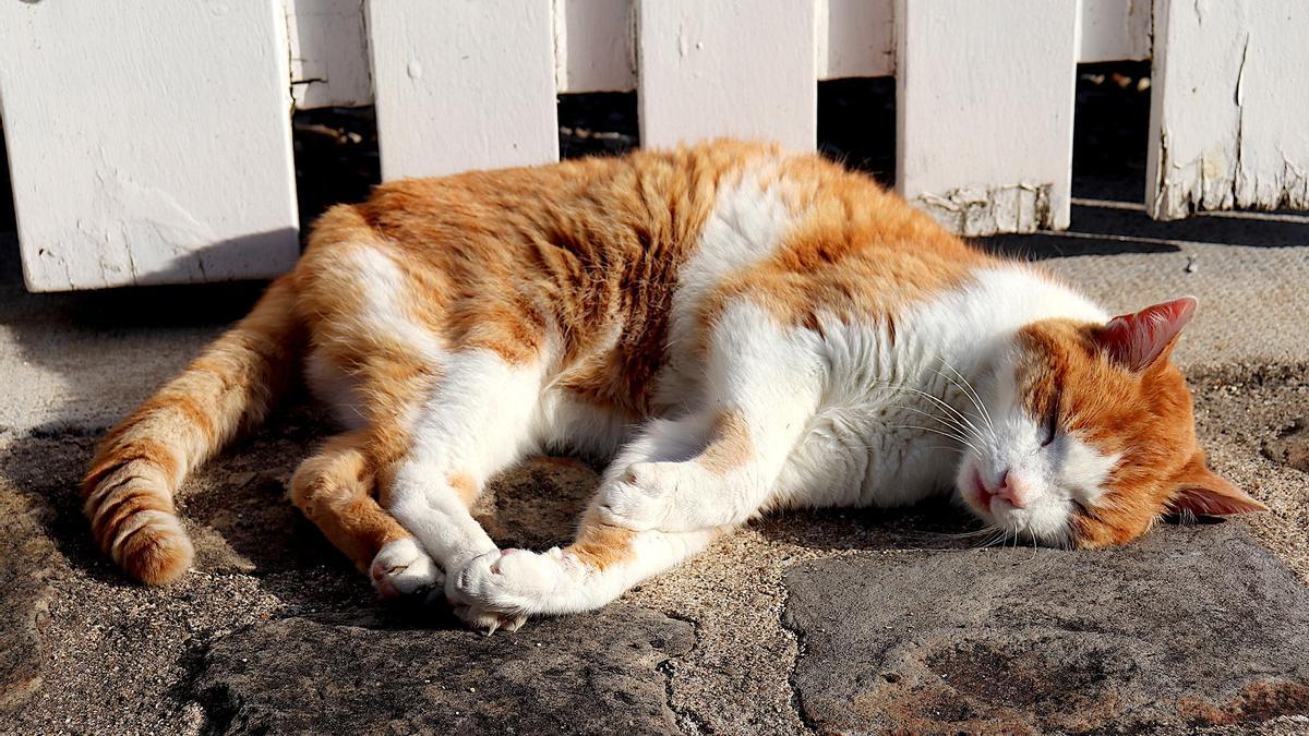 Un gato dormita al sol.