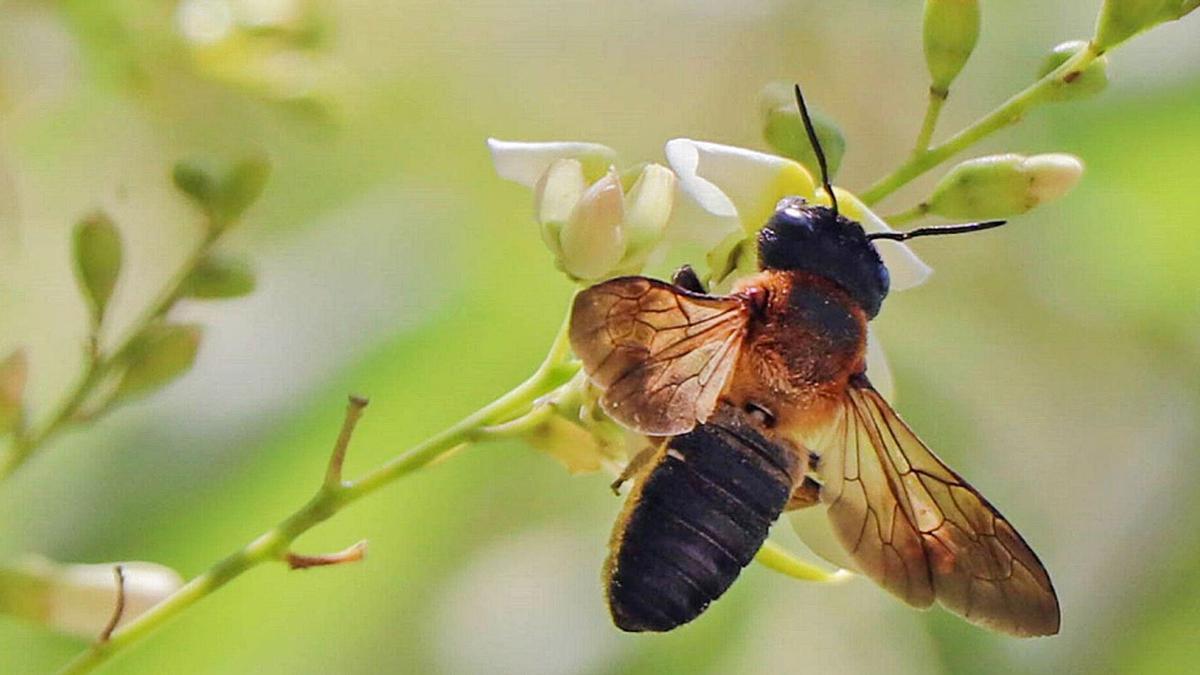 Un ejemplar de abeja asiática gigante de la resina.