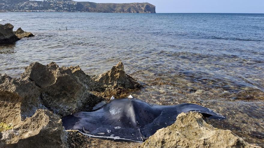 El mar arrastra al Segon Muntanyar de Xàbia el cadáver de una enorme mantarraya