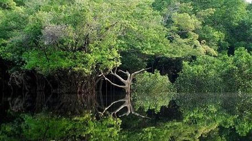 La mineria destrueix més selva amazònica del que es pensava