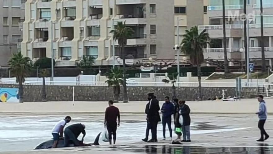 Aparece un atún de 200 kilos en la Playa de la Concha de Orpesa