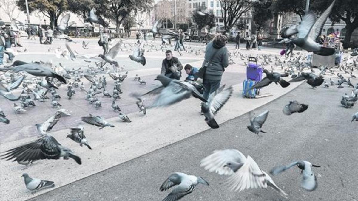 Avalancha de palomas en el mismo centro de la plaza de Catalunya donde desde hace tiempo se da de comer a estas aves.