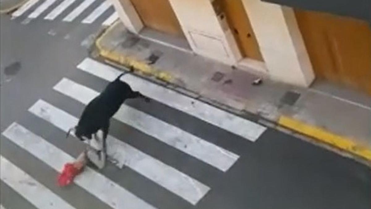 Cogida en los 'bous al carrer' de la Pobla de Farnals (València)