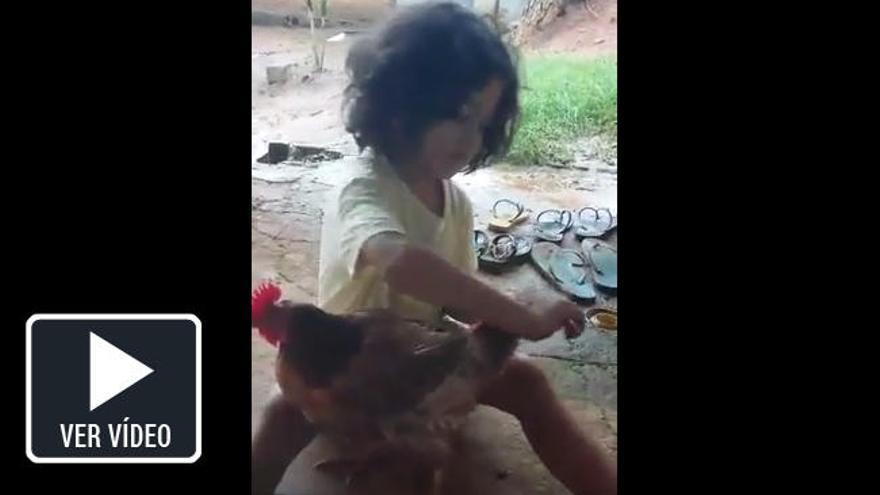 El vídeo de una niña peinando a su gallina se viraliza