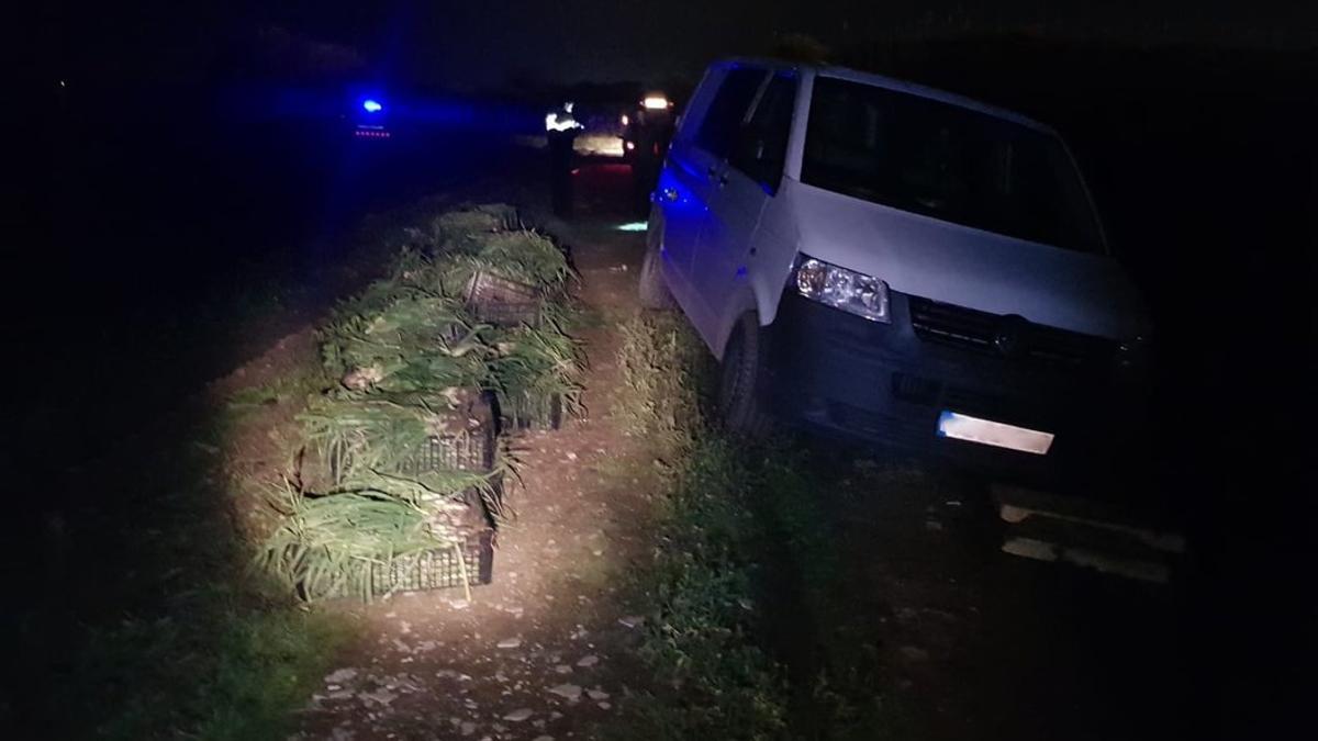 Imagen de las cajas de calçots a punto de ser cargadas en la furgoneta