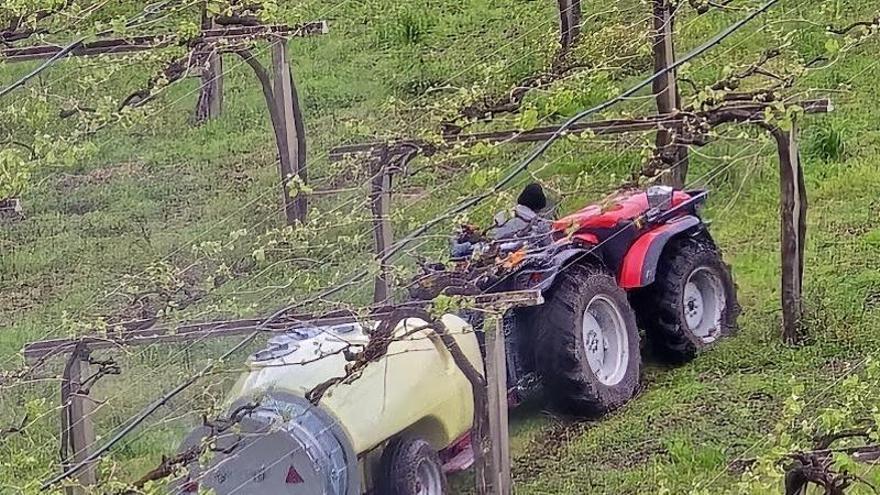 Más plaguicidas de la cuenta para los viñedos gallegos
