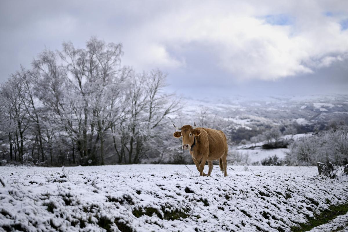 Nieve este domingo en Chandrexa de Queixa (Ourense).