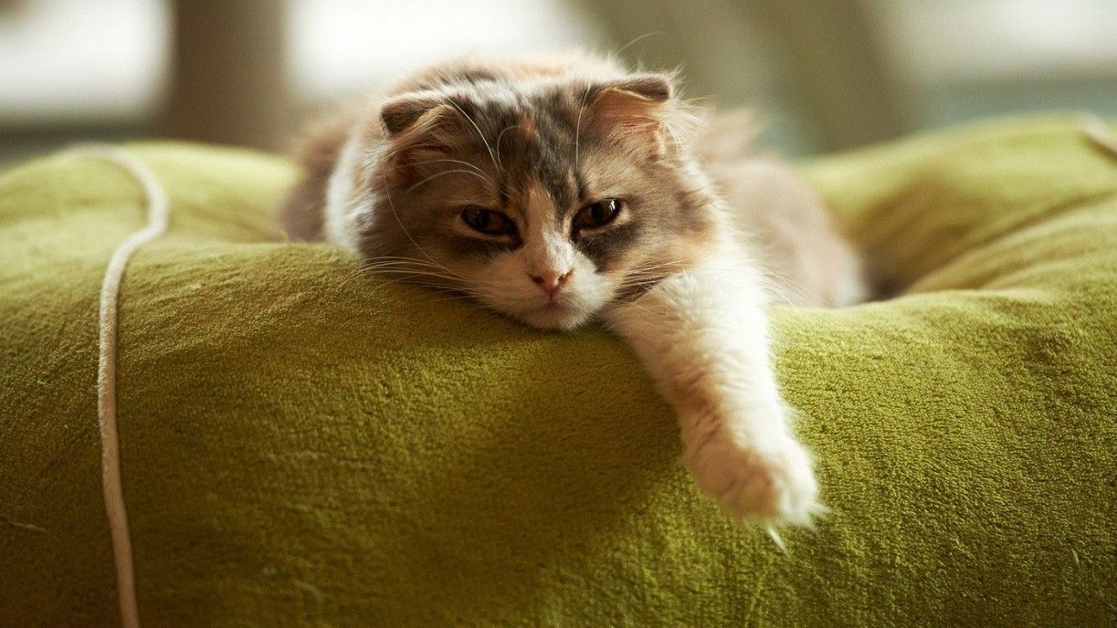 Un gato recostado sobre un sofá