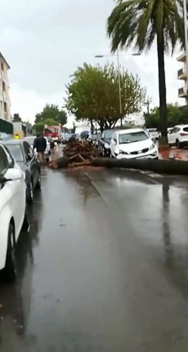 El temporal causa numerosos daños en Pollença