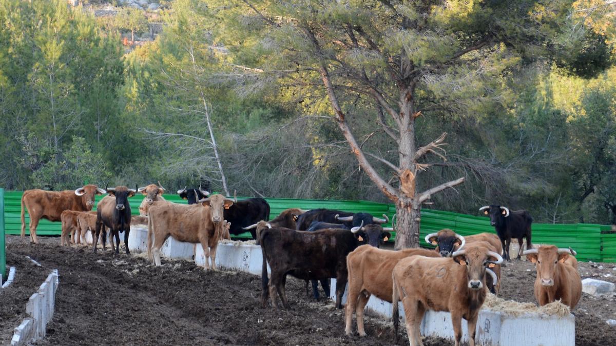 Naturaleza y plenitud: así viven los toros de la ganadería de Daniel Ramos