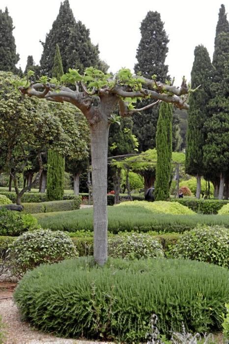 In den Jardines von Marivent: alte Bäume, organische Formschnitte und viel Grün. Ein botanischer Rundgang mit der Gartenarchitektin Erika Könn.