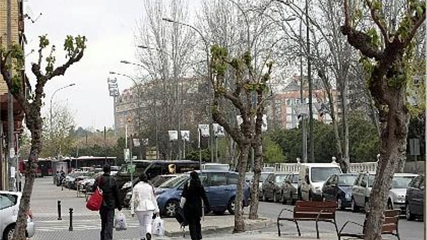 pelados. Varios ejemplares de morera, en el barrio de Campanar, recientemente podados.