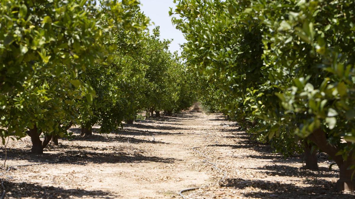 Una parcela agrícola de Algemesí dedicada al cultivo de la naranja, en una imagen de archivo.