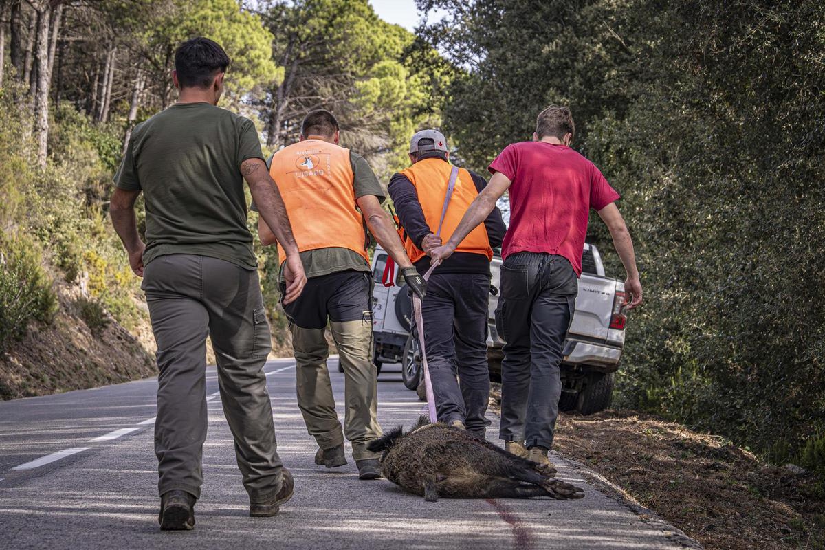Así funciona una batida de caza en Girona: seguridad, convivencia y control del jabalí