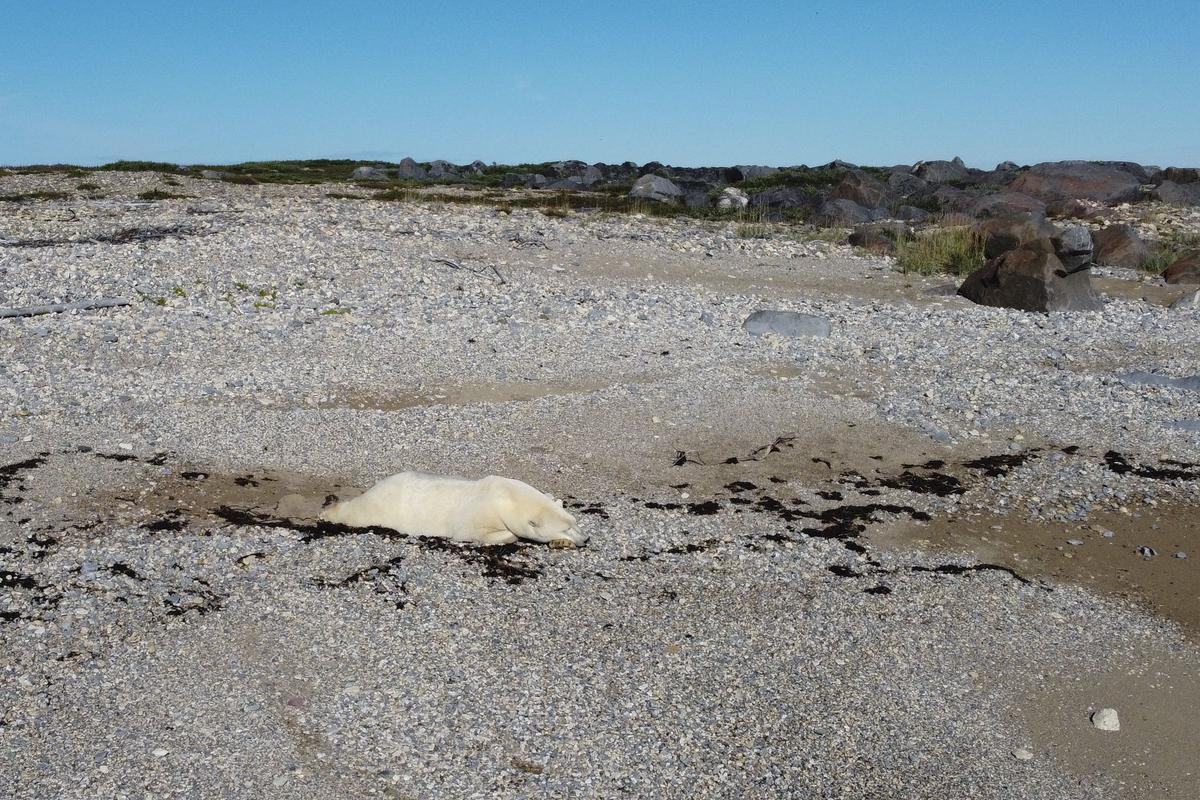 Así viven los osos polares en Hudson Bay, cerca de Churchill (Canadá).