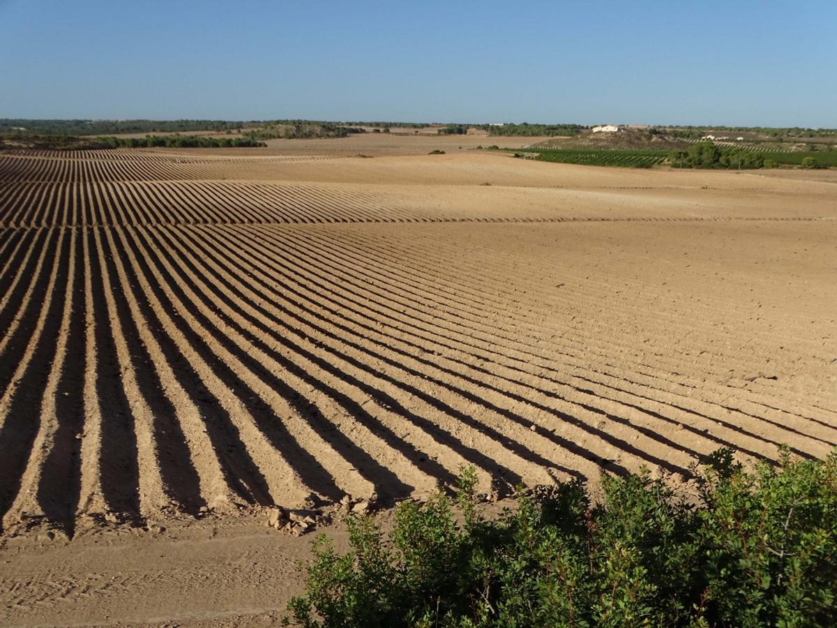 Regadíos ilegales en la comarca murciana del Campo de Cartagena.