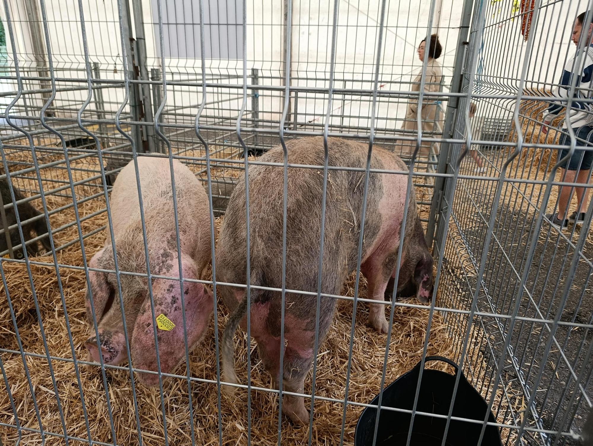 Arranca Agrosiero en La Pola
