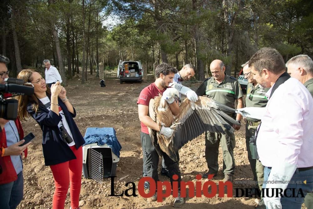 Liberan un Buitre Leonado en la Sierra de Mojantes