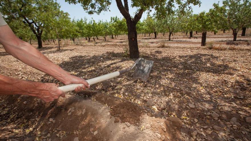 El Ayuntamiento media con el Canal de la Huerta para evitar que desaparezca la agricultura en el municipio