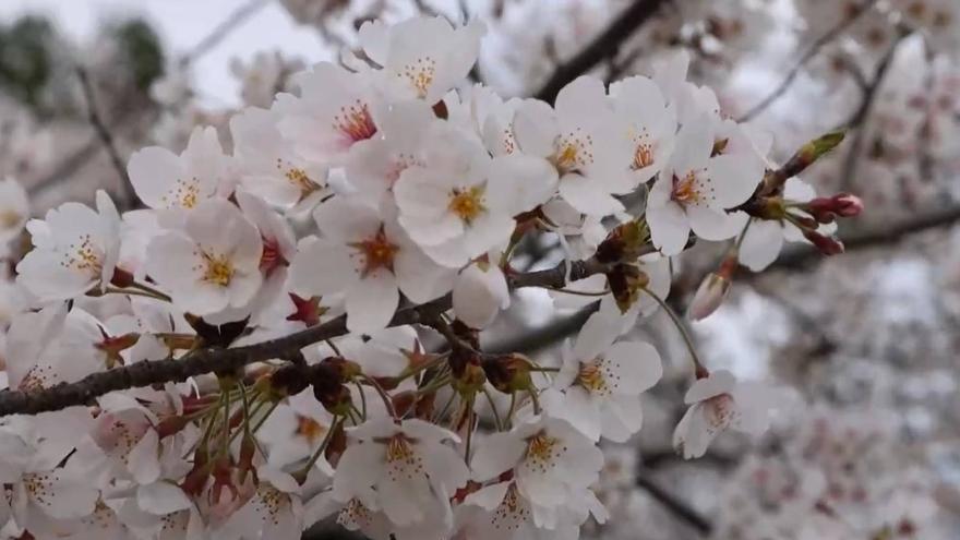 Els cirerers de Washington arriben a la màxima floració.