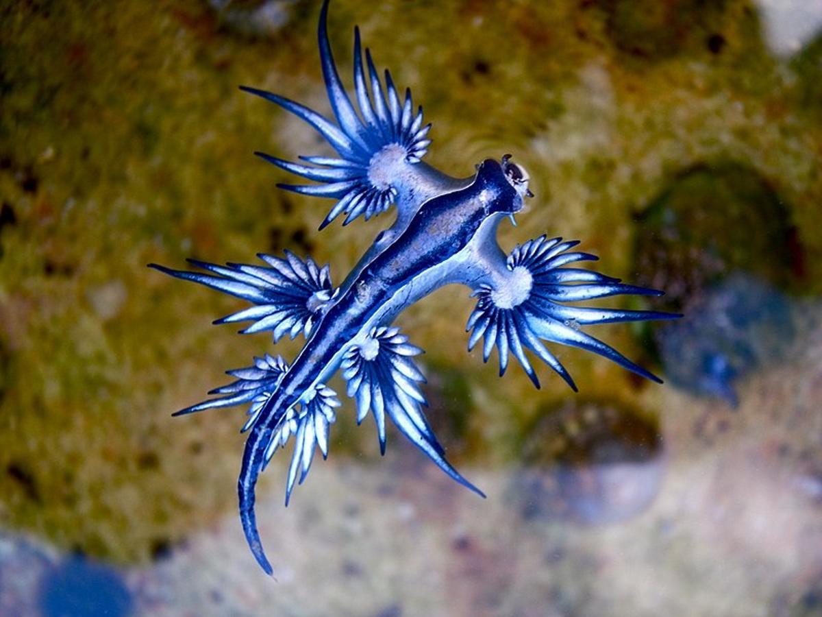 Dragón Azul (Glaucus atlanticus): una de las criaturas más raras y bonitas del mundo