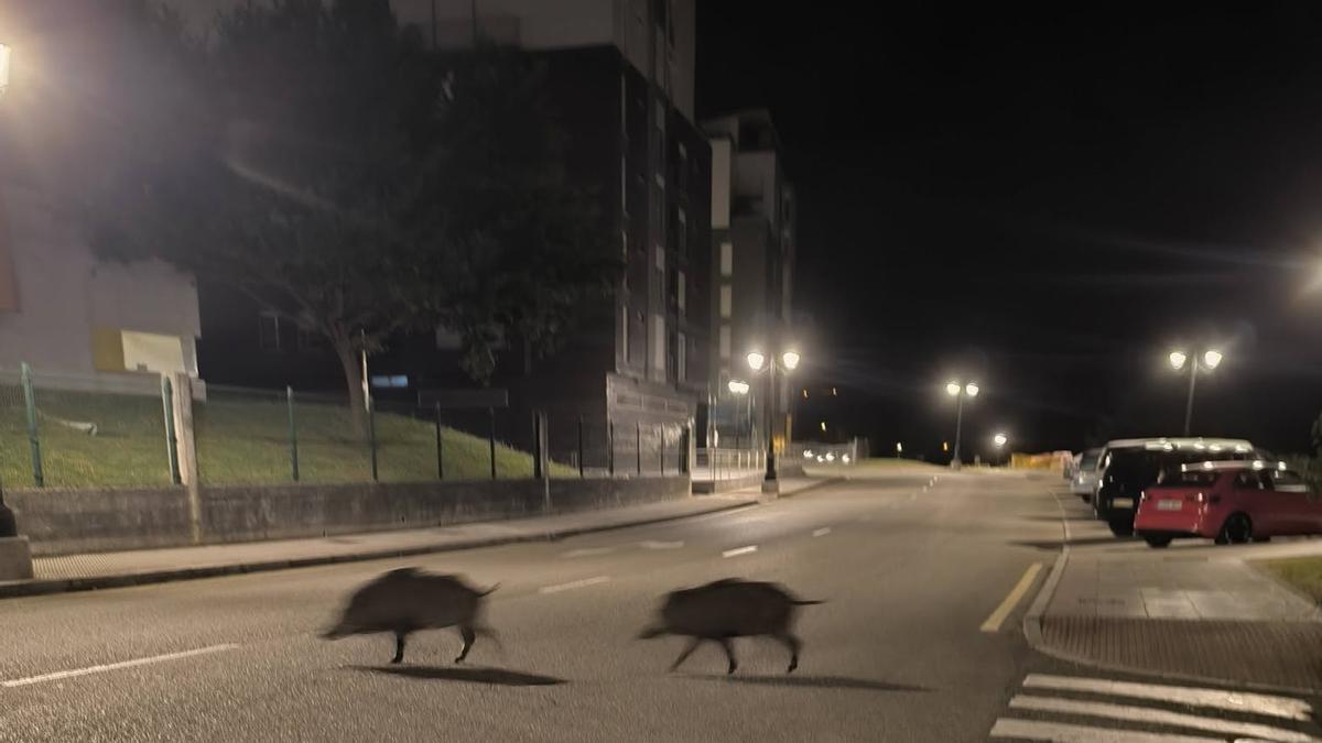 Dos jabalíes campando a sus anchas por la calle Molín de Pachón.
