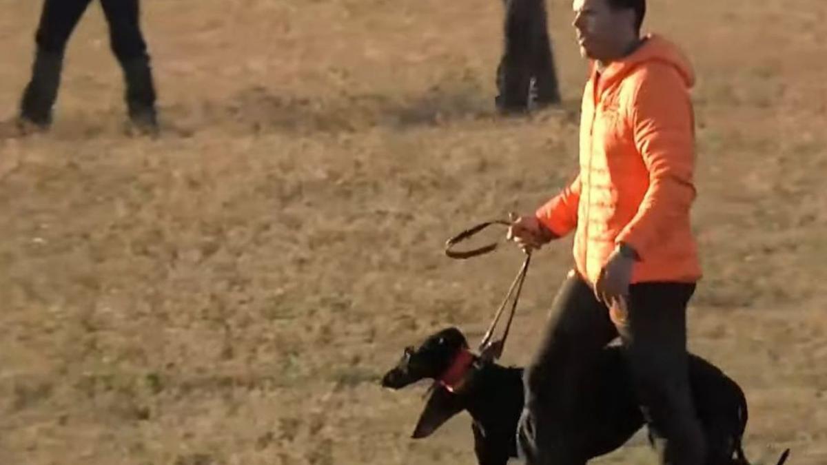 El traillero, con las dos perras negras, / RFEG