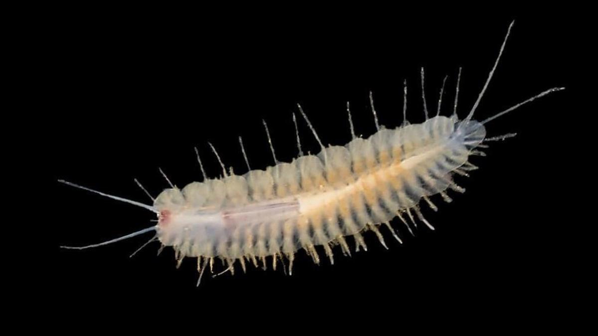 Una de las nuevas especies de gusano descubierta en una cueva de Mallorca.