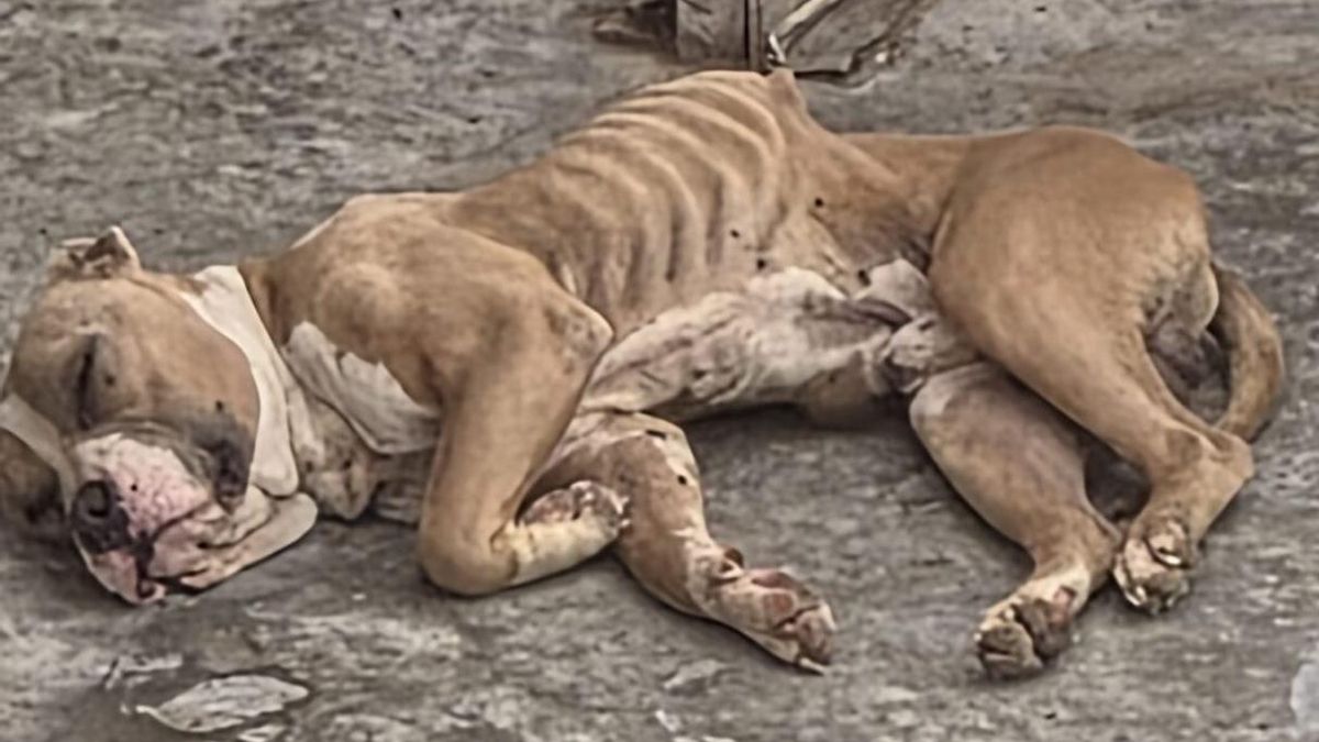 Perro maltratado en Schamann
