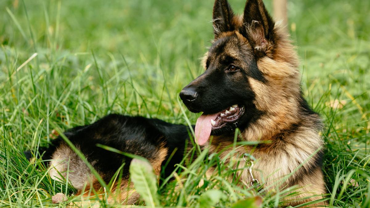 La raza de perro que está de moda entre los españoles: el pastor alemán