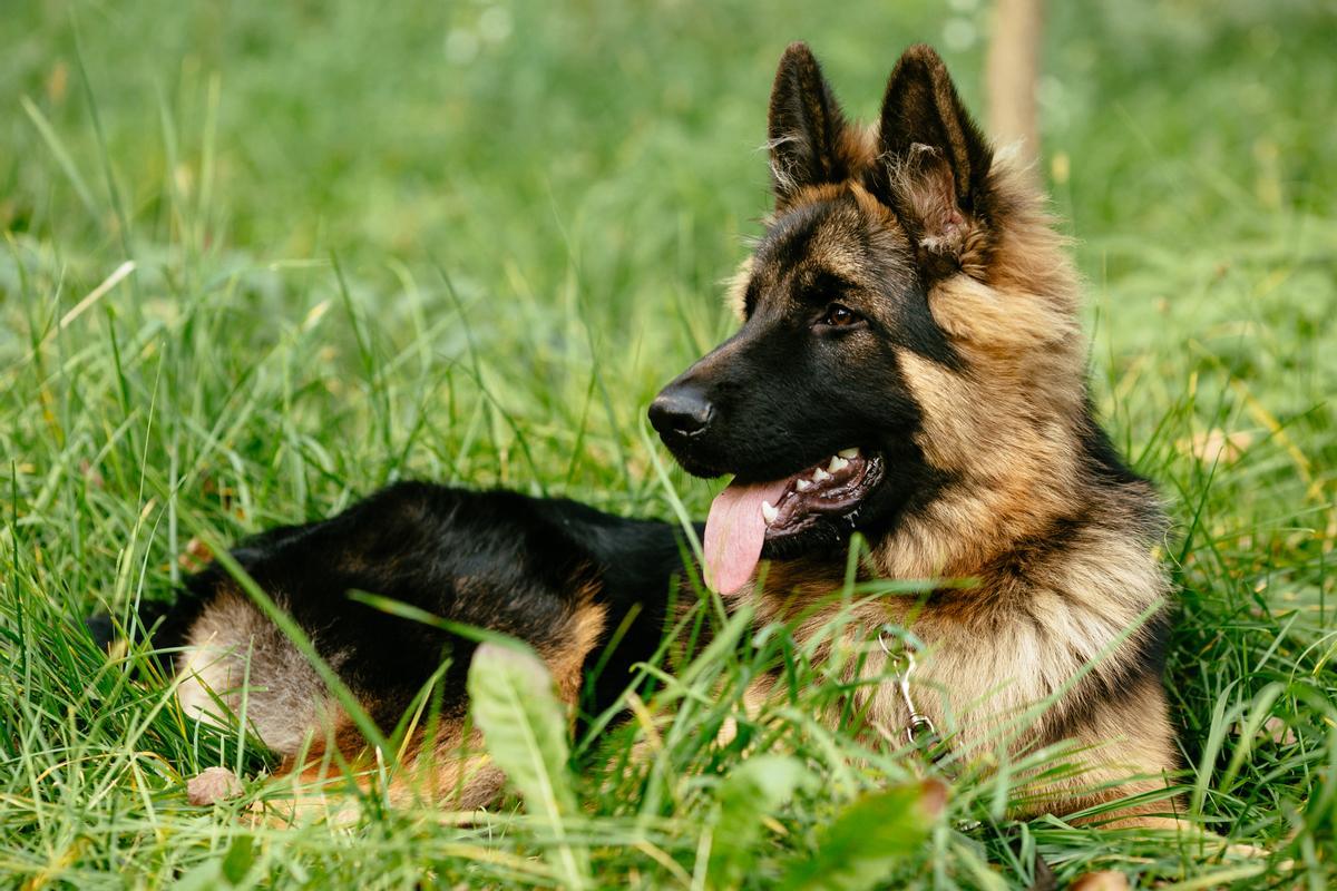 La raza de perro que está de moda entre los españoles: el pastor alemán