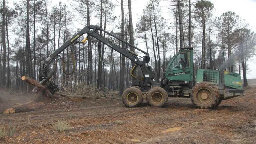 Una máquina tala varios pinos en un monte de la zona.