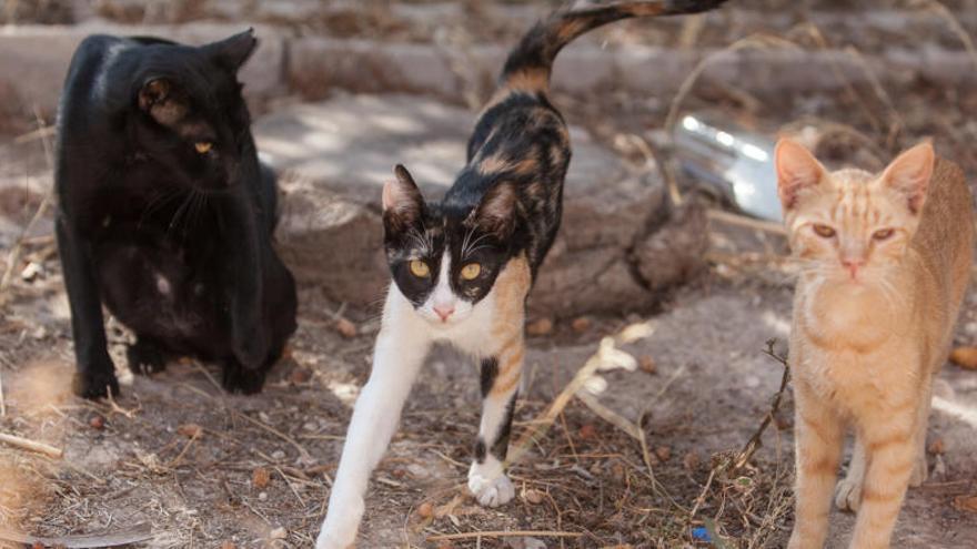 Sanidad combatirá la proliferación de gatos callejeros con un  plan de esterilización