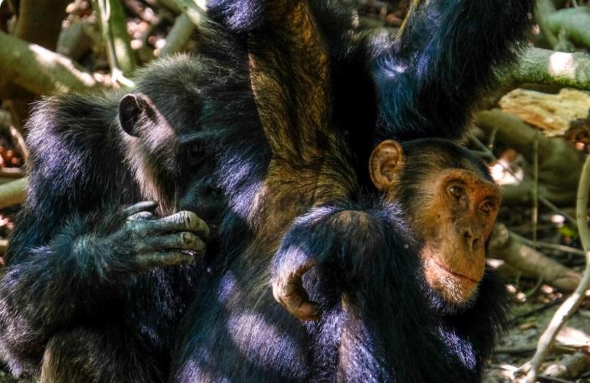 Els humans i els ximpanzés encara tenim més similituds