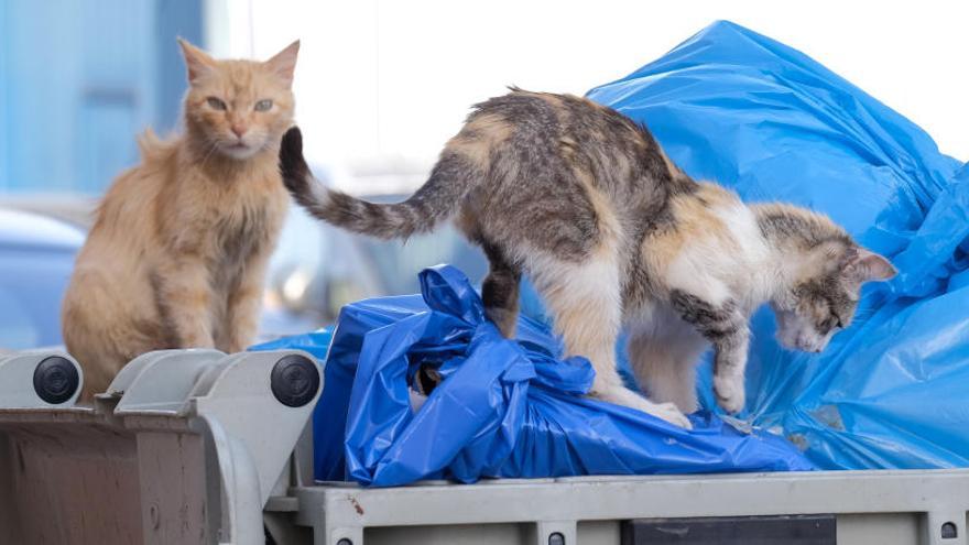 Gatos vagabundos incluidos en el programa que desarrolla la concejalía de Bienestar Social de Aspe