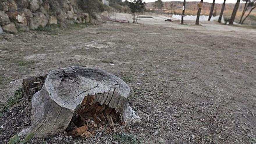 La zona cremada per l&#039;incendi a Colomers i on es farà la plantada d&#039;arbres.