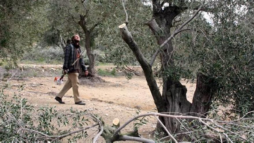 Les oliveres, sota l&#039;amenaça de la plaga de la «Xylella fastidiosa».