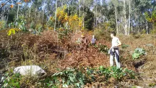 El “efecto llamada” de la moratoria del eucalipto supuso cortas de pinos y frondosas en Pontevedra
